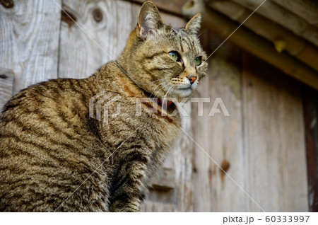 外で佇む猫（キジトラ） 60333997