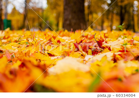 Yellow autumn leaves on the ground. Red and orange autumn leaves background. Yellow autumn leaves on the ground. Red and orange autumn leaves background. 60334004