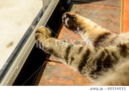 猫の手(キジトラ) 猫の手(キジトラ) 60334033