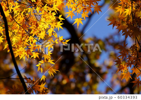 カエデの紅葉 60334393