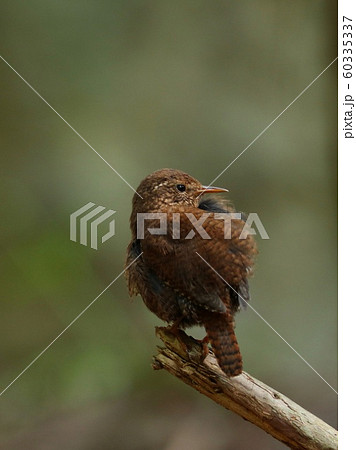くつろぐミソサザイ　渓流の野鳥 60335337