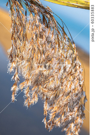 Dew on dry grass from melted snow by the morning sun 60335883