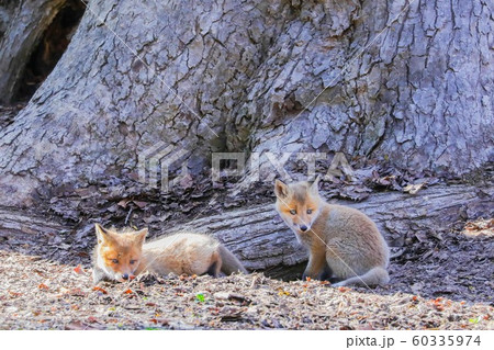 【北海道旭川市】子ギツネ兄弟 60335974