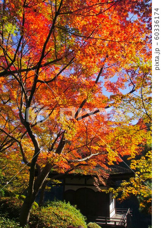 秋の和歌山城公園　西の丸庭園の光景　和歌山県和歌山市 60336174