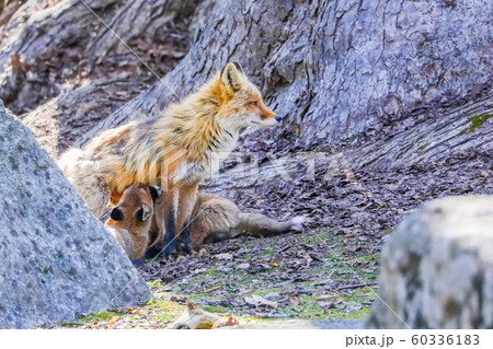【北海道旭川市】キタキツネの親子 60336183