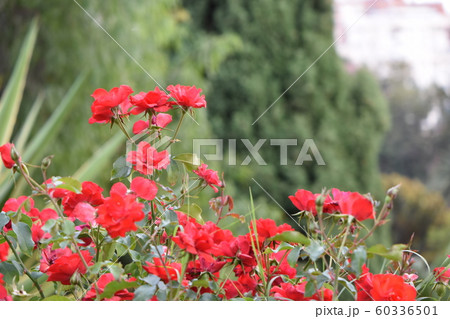 マラガの白い家並み 60336501