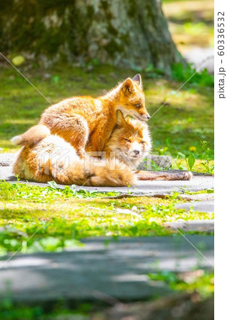 【北海道旭川市】キタキツネの親子 【北海道旭川市】キタキツネの親子 60336532