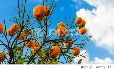 Ripe tangerines and blue sky 60337017