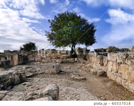 Ancient ruins and tree in Adulam Park Ancient ruins and tree in Adulam Park 60337018