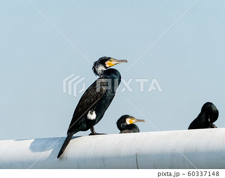 婚姻色のカワウ 60337148