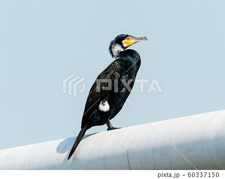 婚姻色のカワウ 婚姻色のカワウ 60337150
