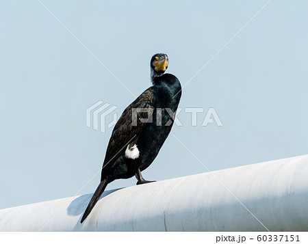 婚姻色のカワウ 婚姻色のカワウ 60337151