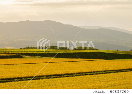 たわわに実る稲 たわわに実る稲 60337260