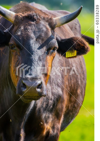 牛の放牧　北海道 60338289