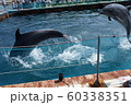 津久見イルカ 60338351