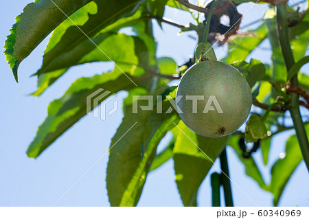 パッションフルーツ　（10月）　家庭菜園 60340969