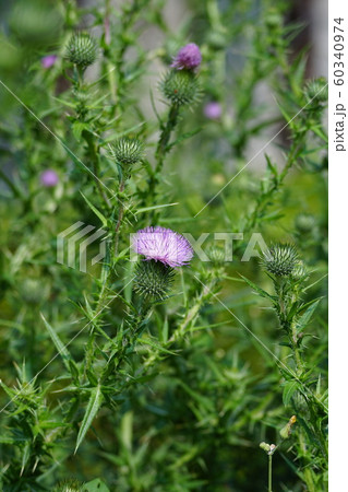野薊 花言葉は 素直になれない恋 の写真素材 野薊 花言葉は 素直になれない恋 の写真素材