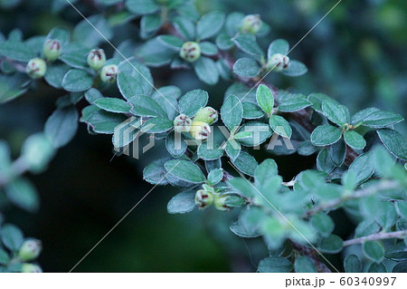 紅紫檀　ベニシタン　 別名コトネアスター 60340997