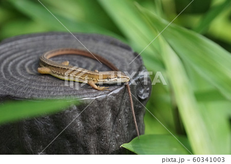 日本愛蛇　カナヘビは金蛇と書くことが多いようです 60341003