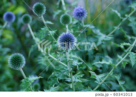 瑠璃玉薊 ルリタマアザミ 花言葉は 豊かな感情 の写真素材