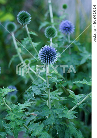 瑠璃玉薊 ルリタマアザミ 花言葉は 豊かな感情 の写真素材