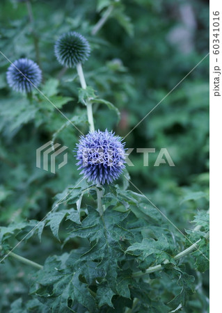 瑠璃玉薊 ルリタマアザミ 花言葉は 豊かな感情 の写真素材