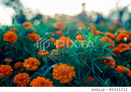 Beautiful orange marigold flowers and leaves background in the garden. 60341212