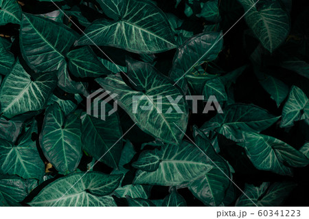 Dark tone of textured surface of Alocasia amazonica green leaf background. 60341223