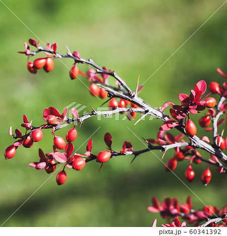 Red leaves and fruits of Berberis, commonly known 60341392