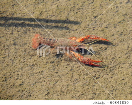 ザリガニ 60341850