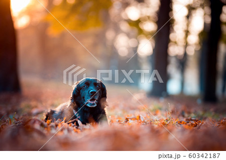 black labrador in autumn 60342187