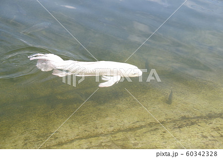 タイ チェンライ ワットロンクンの白い魚の写真素材