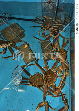 地元でとれたタグ付きブランド松葉ガニ 地元でとれたタグ付きブランド松葉ガニ 60342595