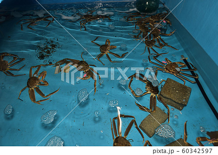 地元でとれたタグ付きブランド松葉ガニ　 60342597