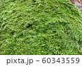木に生えた苔 60343559