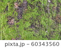 木に生えた苔 60343560