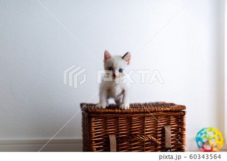 仔猫　生後4週間　保護猫 60343564