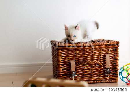 仔猫　生後4週間　保護猫 60343566