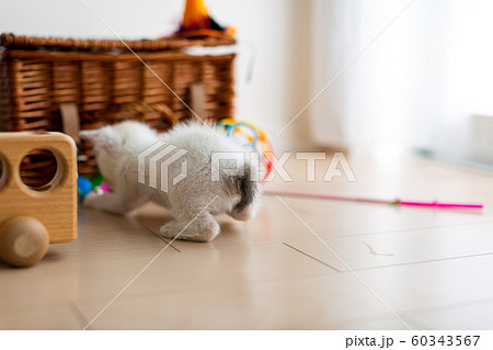仔猫　生後4週間　保護猫 60343567