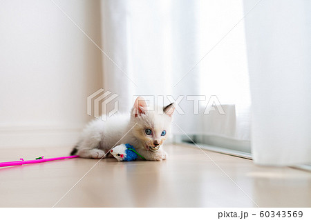 仔猫　生後4週間　保護猫 60343569