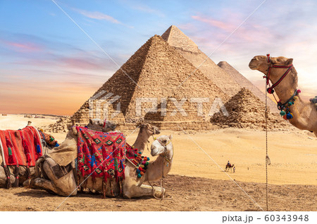 Camels near the Pyramids of Giza, Egypt Camels near the Pyramids of Giza, Egypt 60343948