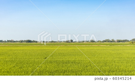 green rice field with bright blue sky 60345214
