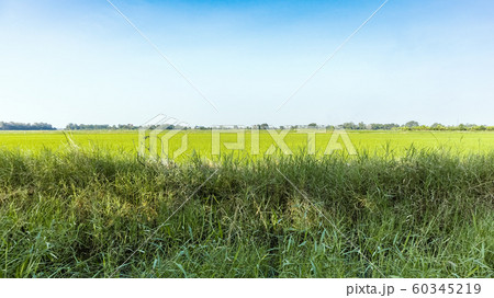 green rice field with bright blue sky 60345219