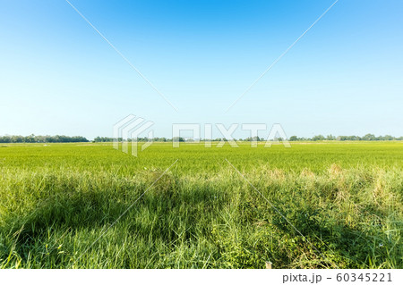 green rice field with bright blue sky 60345221