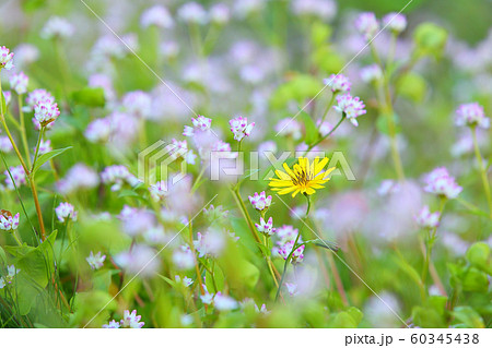 秋の野　ミゾソバ　秋の野草　野花　 60345438