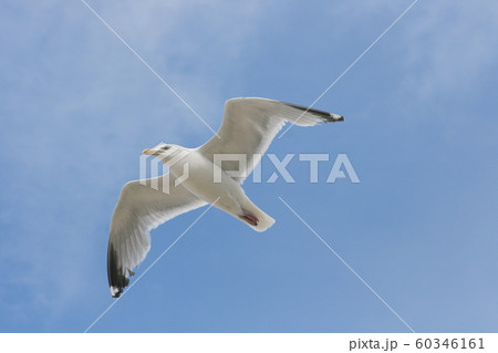 flying gull (Larus flying gull (Larus 60346161