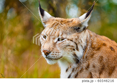 Close-up of eurasian lynx hunting in forest at summer 60346216