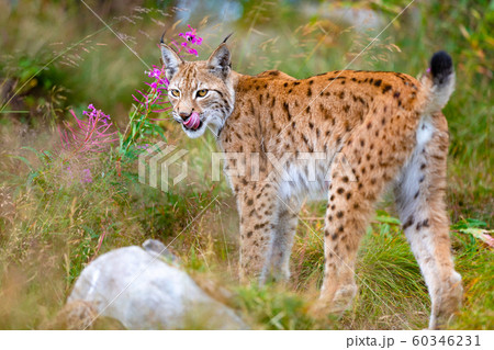 Lynx mother and cute young cubs playing in the grass 60346231