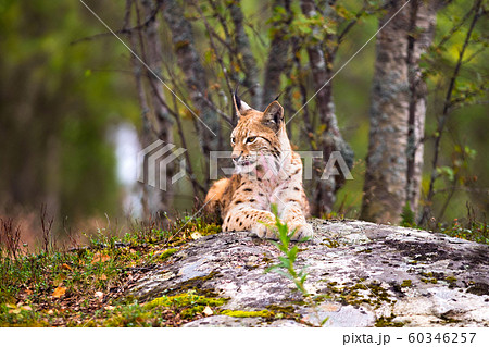 Lynx Resting On Rock Formation In Forest 60346257