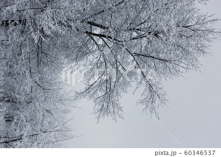 Snowy forest. Snow-covered trees. The dense forest under the snow 60346537